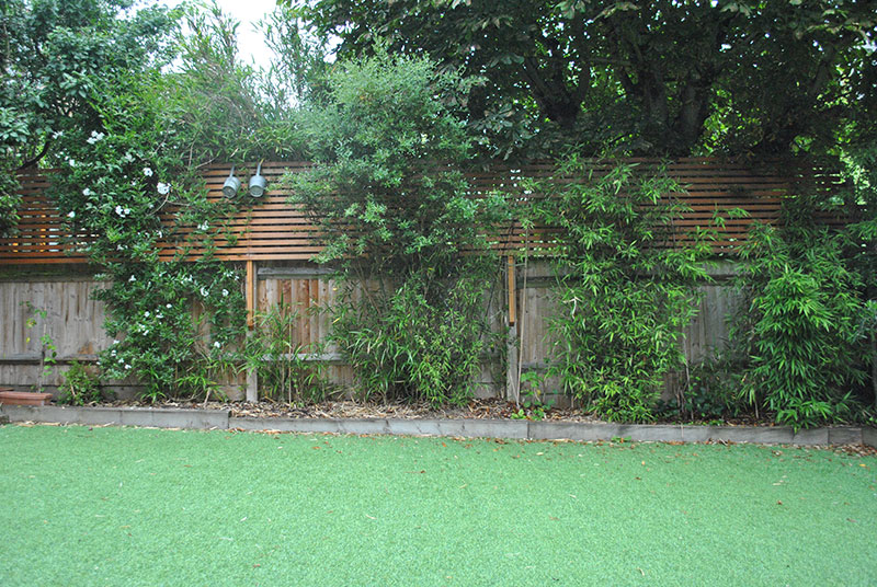 Забор на заднем дворе зарастает кустарником, вскоре он будет полностью закрыт зеленью
