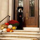 Еще один вариант ведьмы с тыквами и цветами у входа в дом.