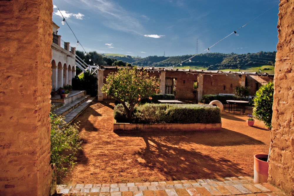 Внутренний дворик с оливковыми деревьями и клумбами лаванды